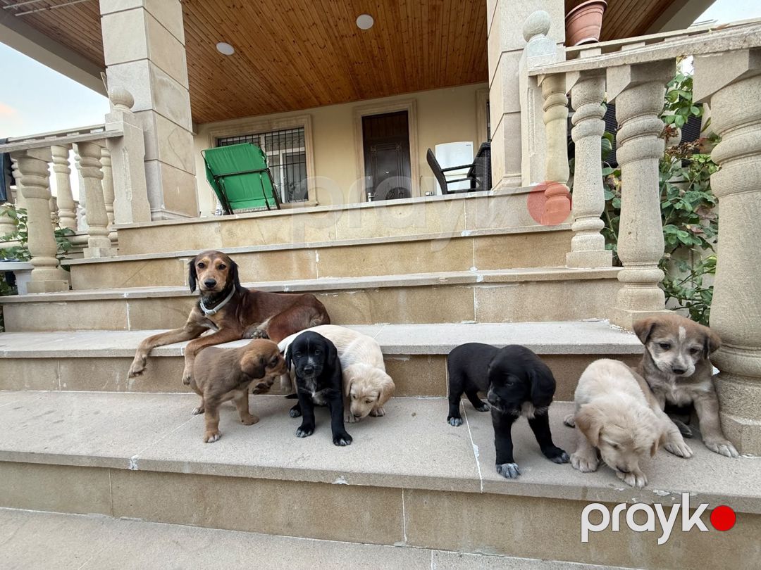 Labrador Retriver balaları — Köpəklər, Bakı (5)