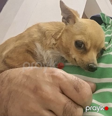 Çixuahua, 2 il — Digah