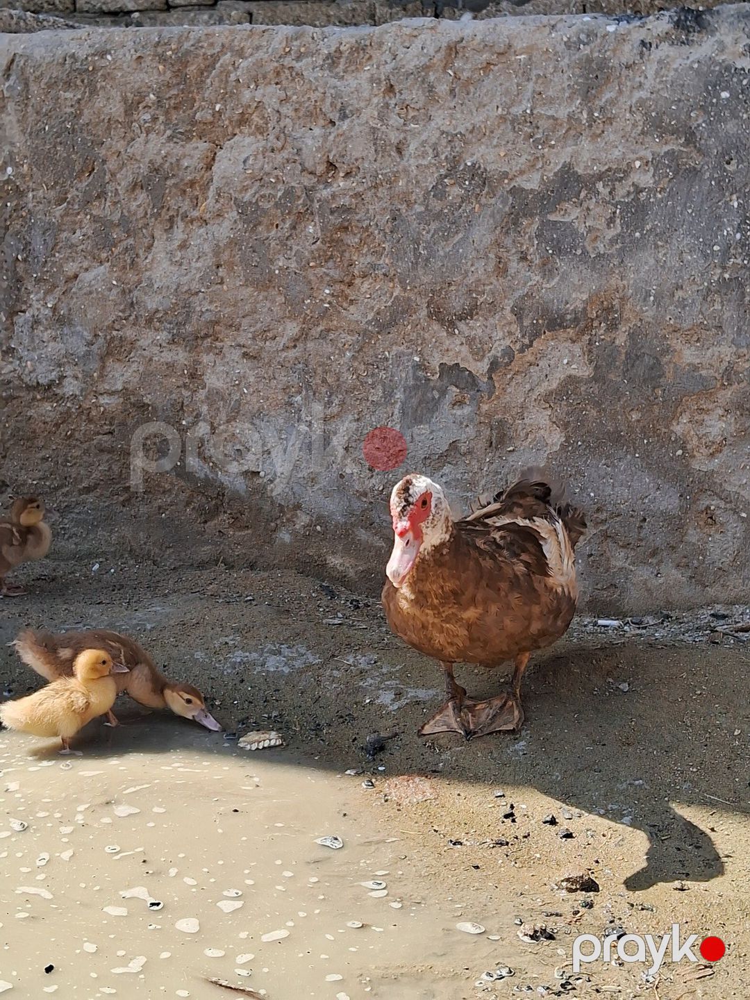 Lavanda ördəklər — Quşlar, Bakı (2)