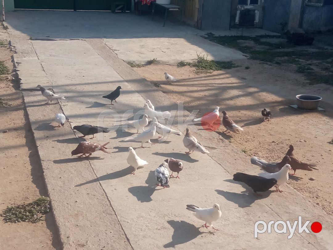 Göyərçinlər — Quşlar, Bakı (4)