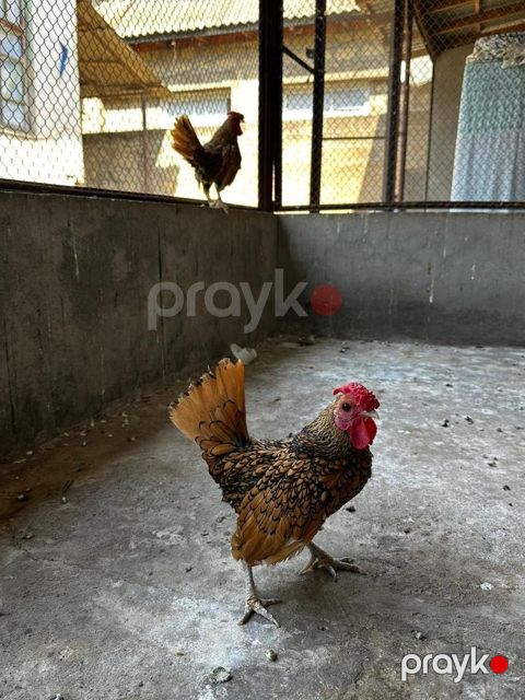 Sibrayt xoruzları — Bakı
