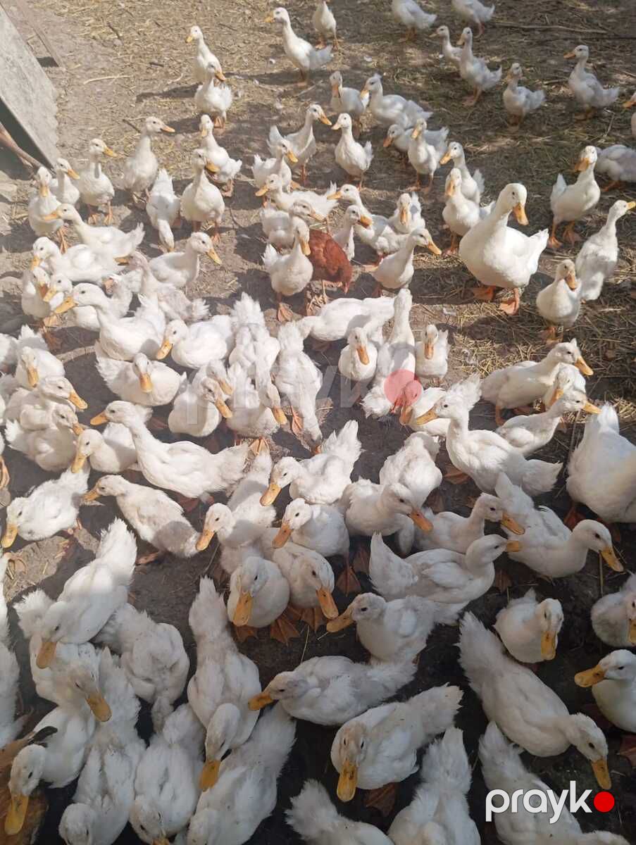 Pekin ördəkləri — Quşlar, Bakı (6)