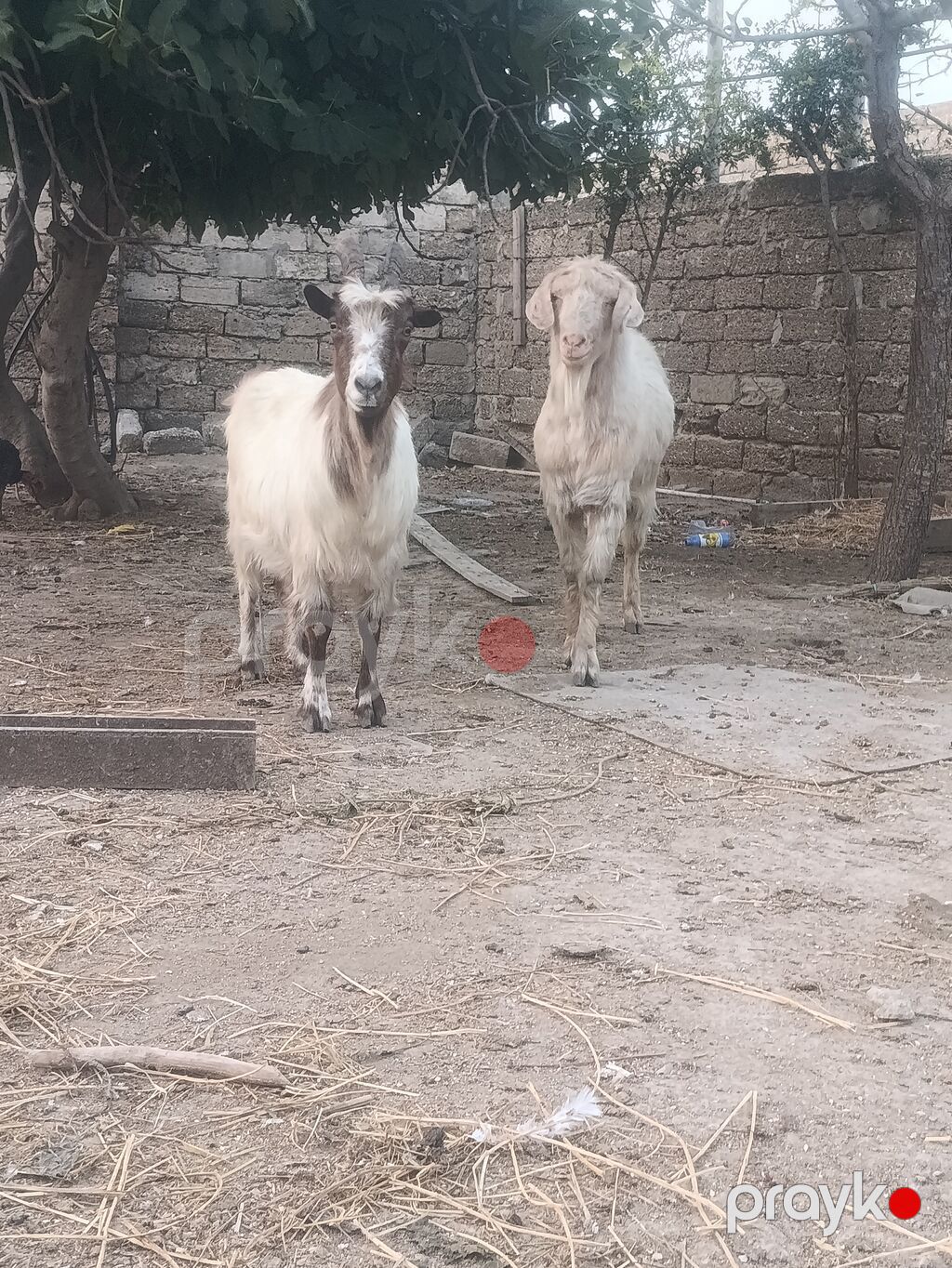 Salam Bir Erkey təkə iki boğaz keçi bir alipin mələzi ikisdə — Kənd təsərrüfatı heyvanları, Digah (3)