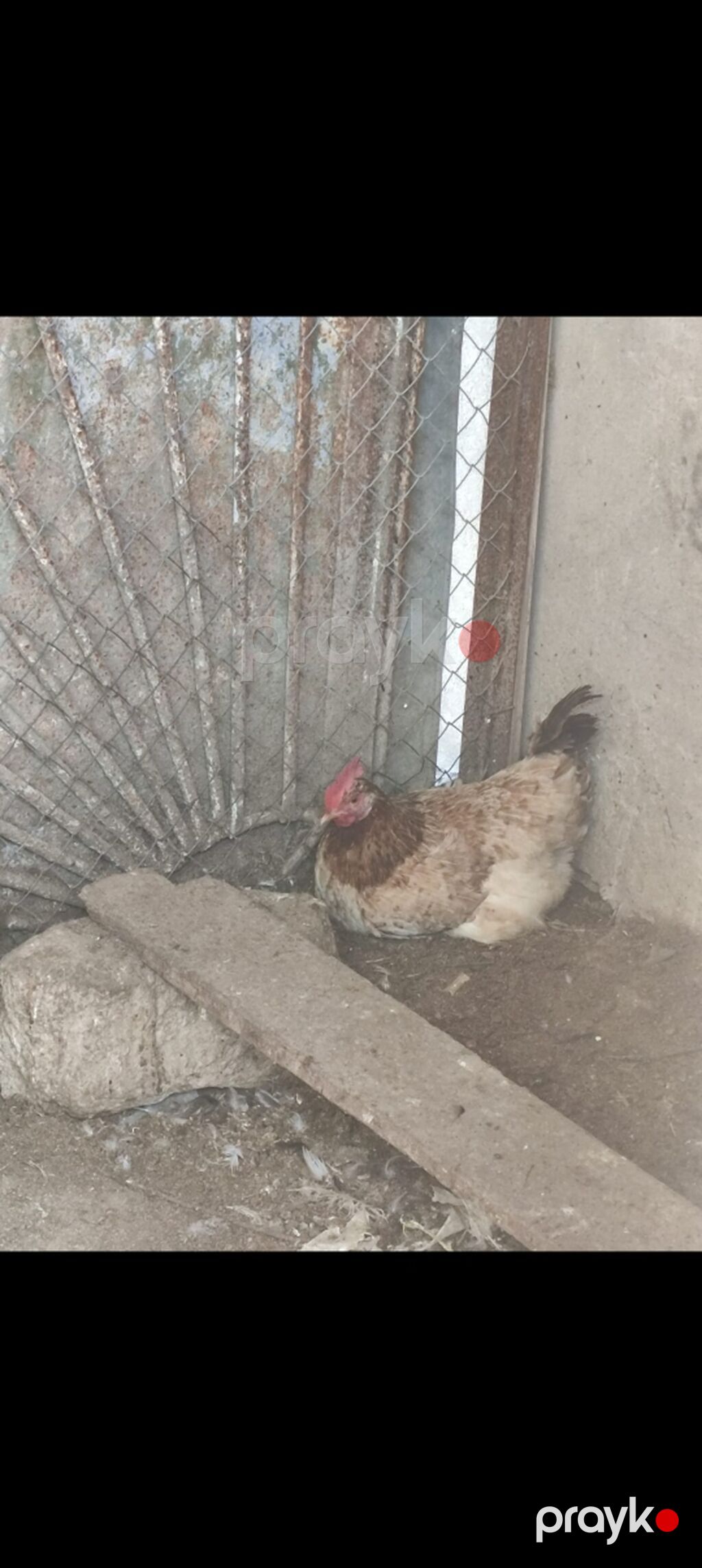 Toyuqlar — Toyuq və xoruz, Sumqayıt (3)