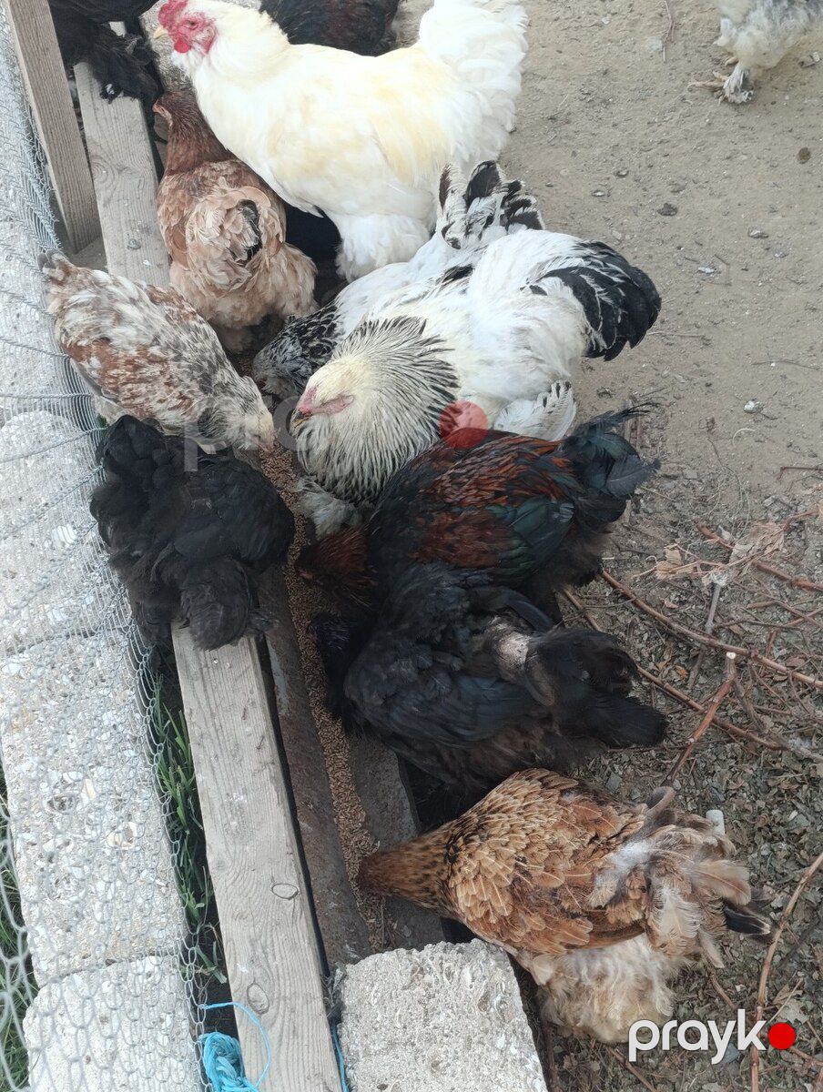 Brama toyuqları — Quşlar, Bakı (4)