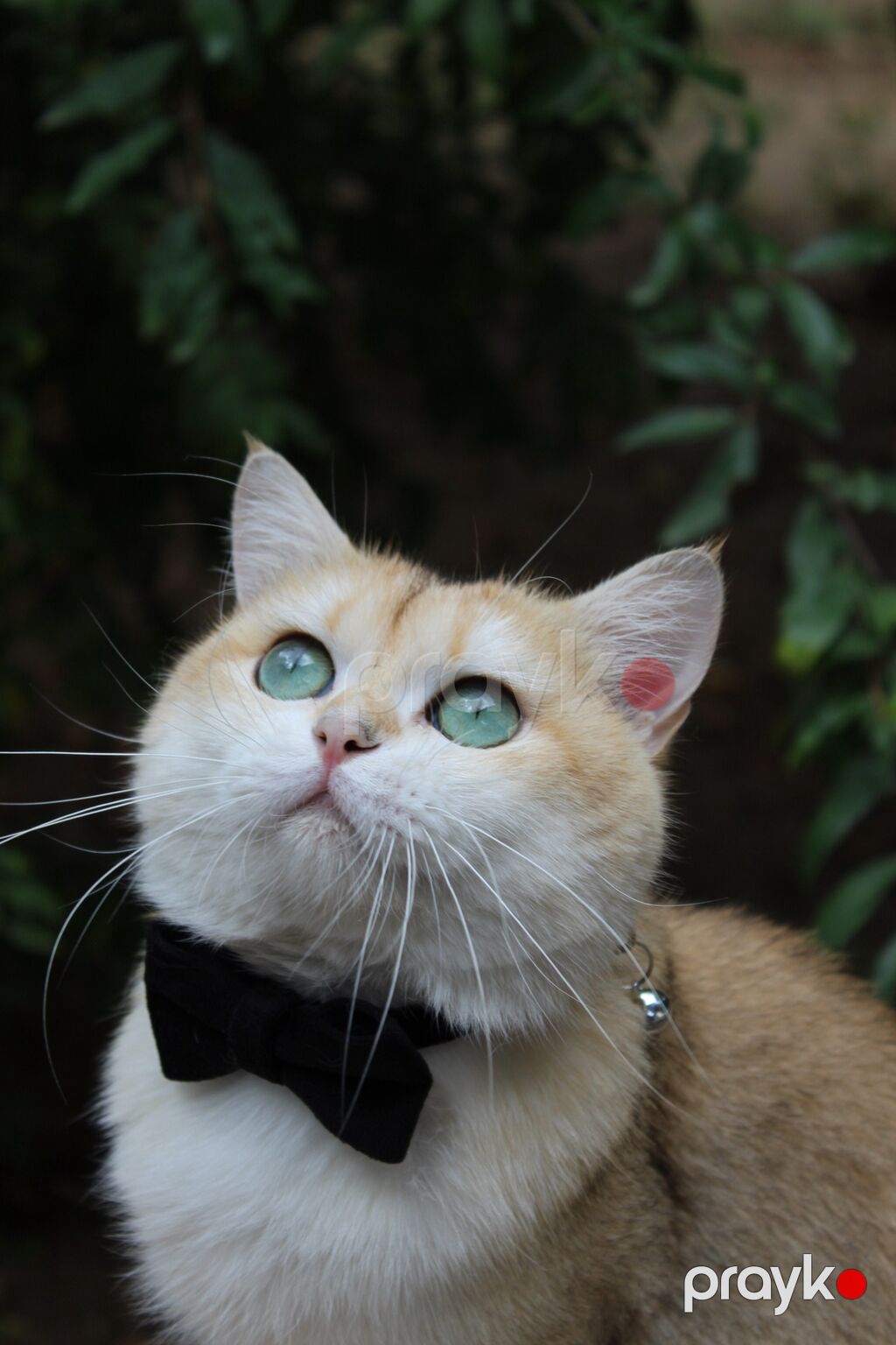 Britan, Erkək, Cütləşmə üçün — Pişiklər, Digah (5)