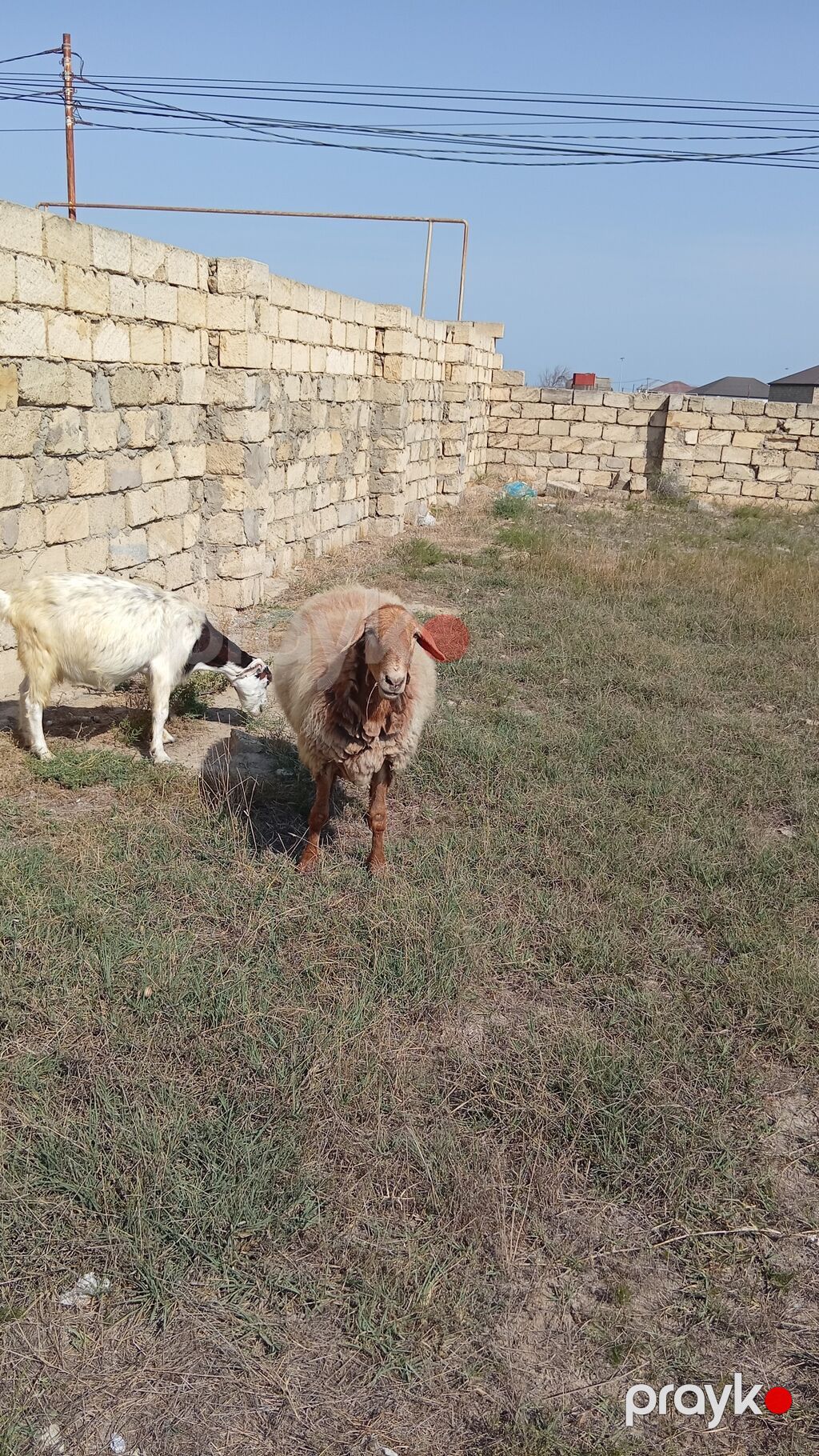 Dişi, il: 2, 60 kq, Damazlıq, Ünvandan götürmə — Kənd təsərrüfatı heyvanları, Bakı (2)