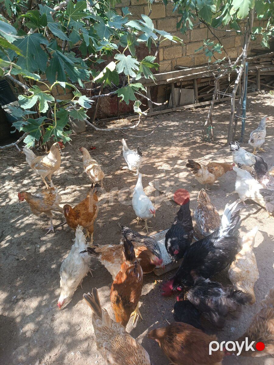 Toyuqlar — Quşlar, Bakı (5)