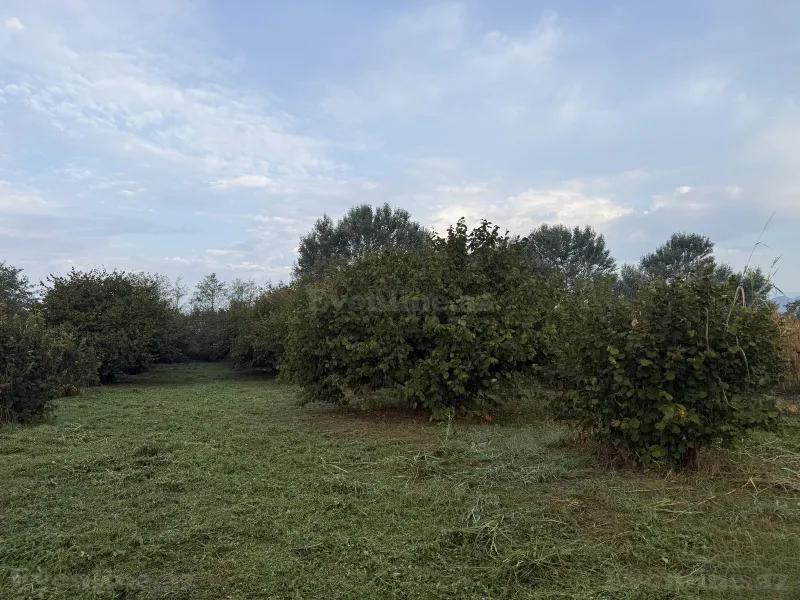 Satılır Torpaq 90 sot Zaqatala — Torpaq, Zaqatala (4)