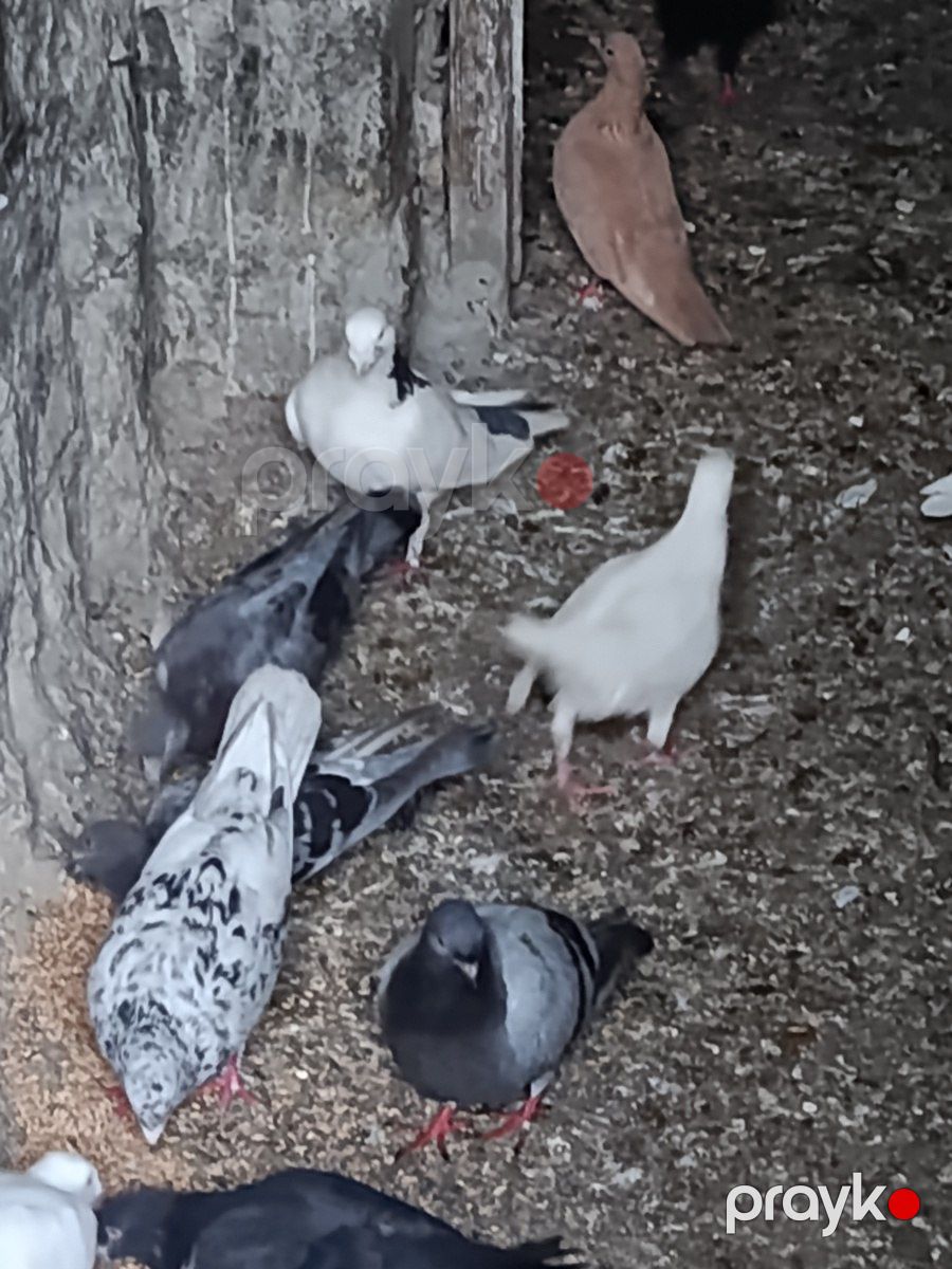 Göyərçinlər — Quşlar, Bakı (4)