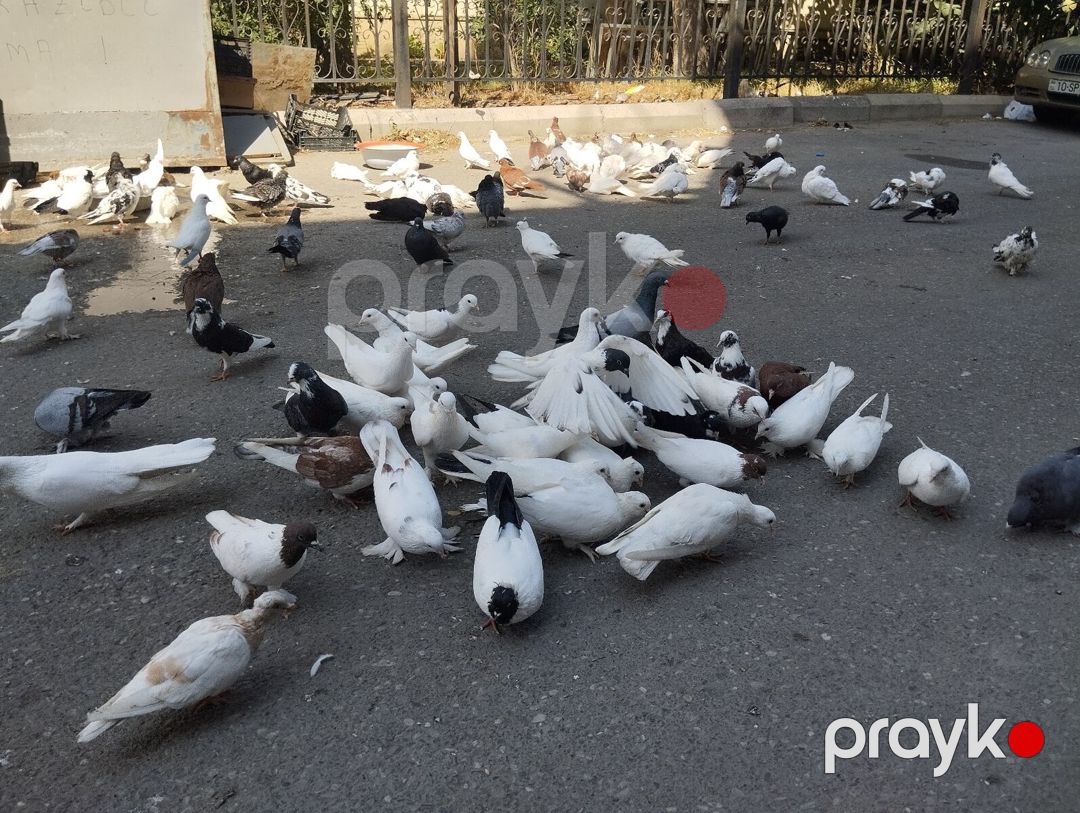 Göyərçinlər — Quşlar, Bakı (5)