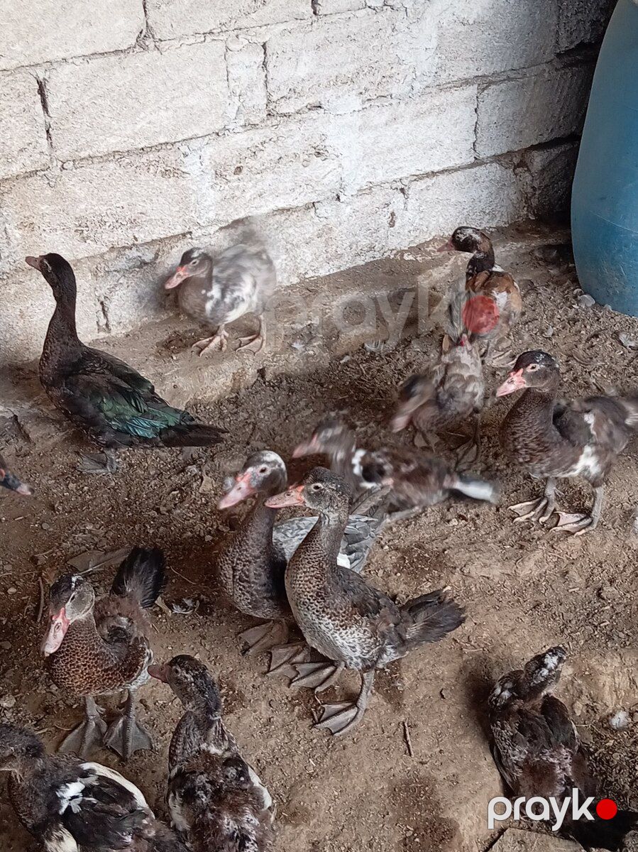 Ördəklər — Quşlar, Bakı (8)