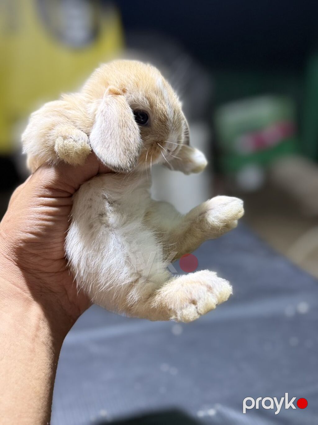 Mini Lop (asqılıqulaq) balaları - Cins: Mini Lop (asqılı qulaqlar — Dovşanlar, Xırdalan (9)