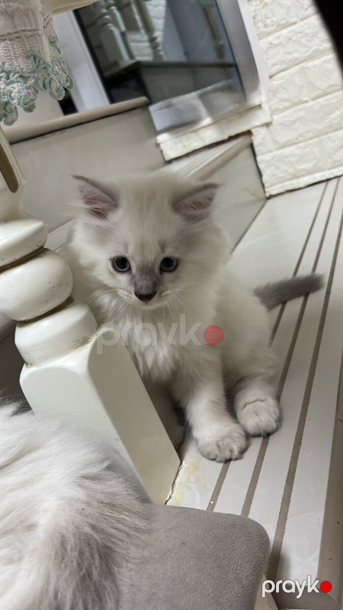 Scottish Highland Fold — Pişiklər, Bakı (3)