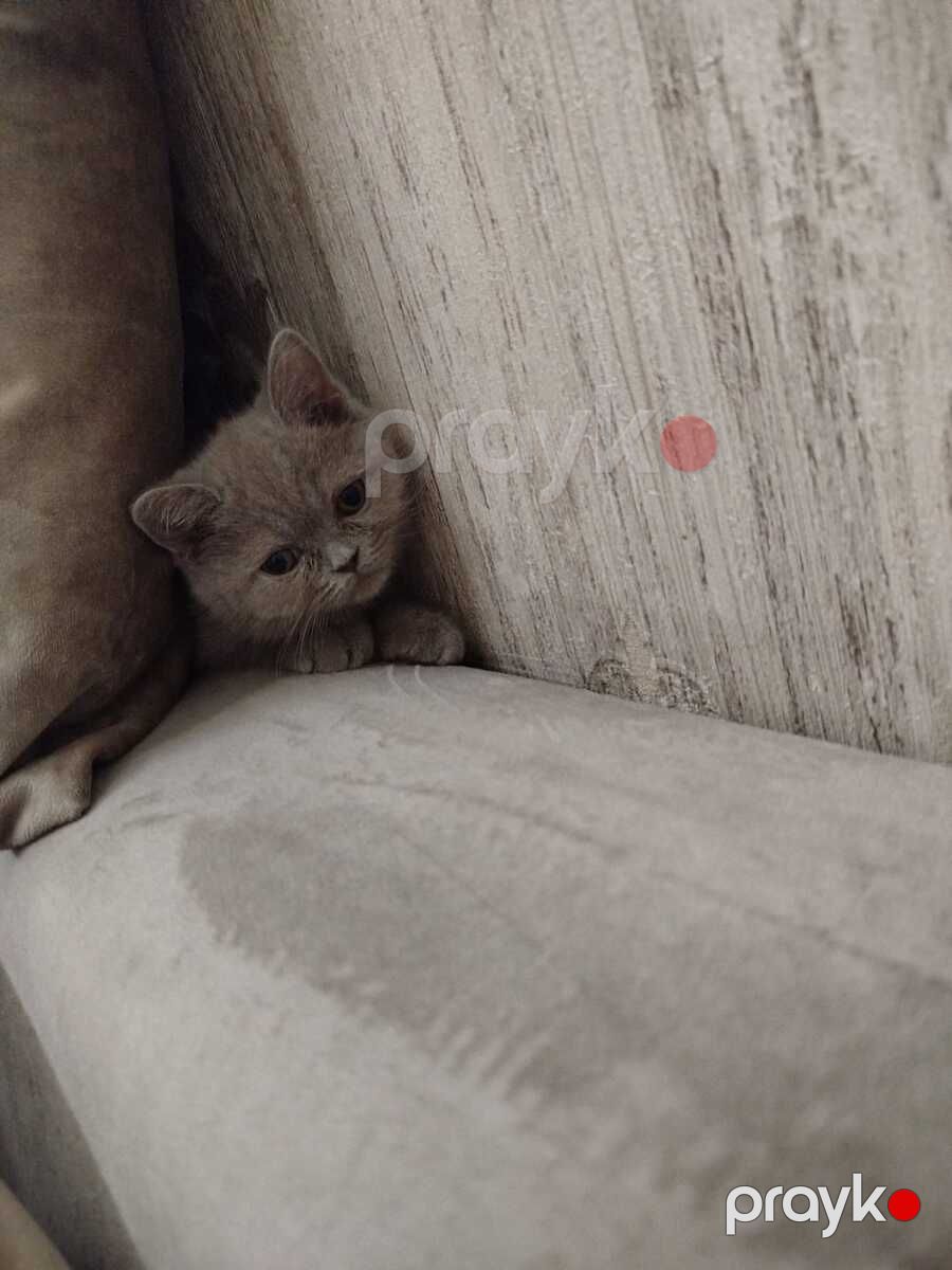 British shorthair — Pişiklər, Bakı (3)