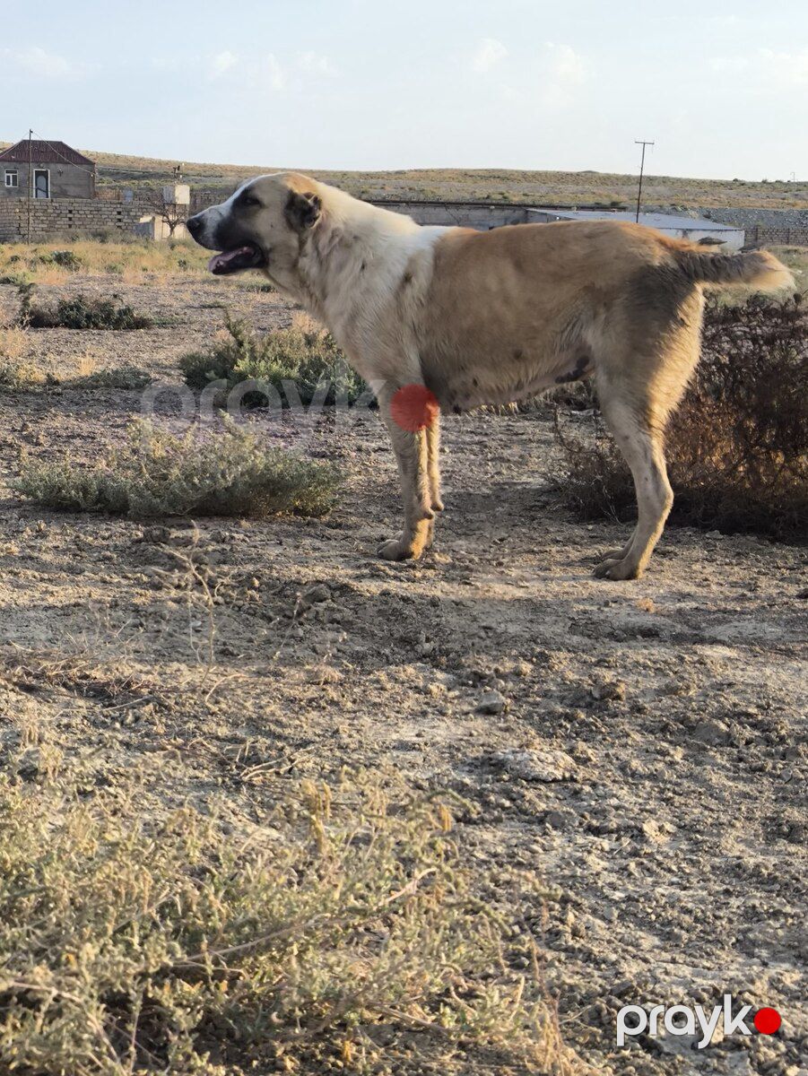 Qurdbasar — Köpəklər, Xırdalan (3)