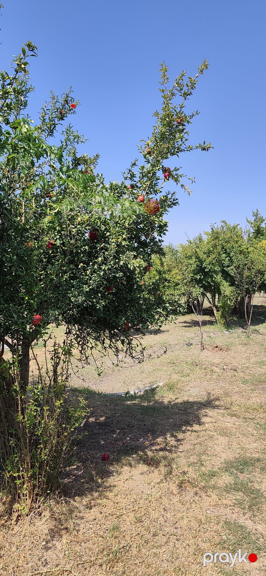 4 otaqlı, 200 kv. m, Kredit yoxdur, Orta təmir — Ev, villa, Şirvan (4)