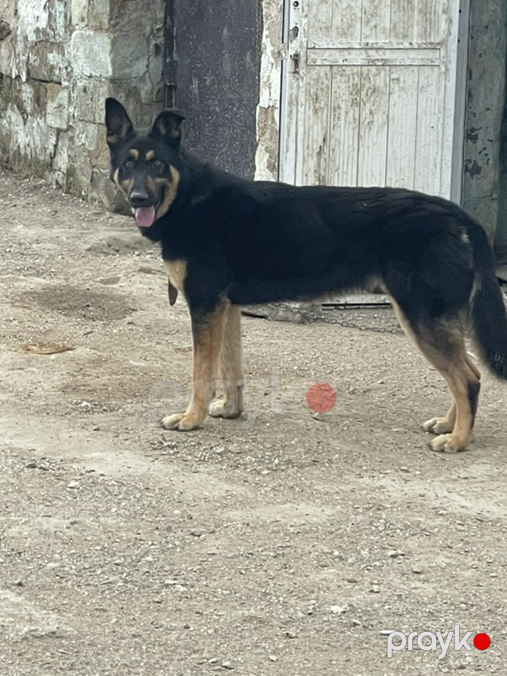 Alman çoban iti — Köpəklər, Bakı (2)