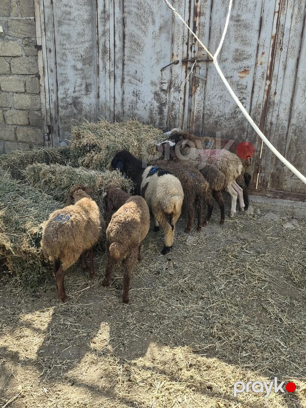 Qoyun-quzu sürüsü satılır - Növ: yerli ətlik-quzu tipli qoyunlar — Kənd təsərrüfatı heyvanları, Mehdiabad (5)