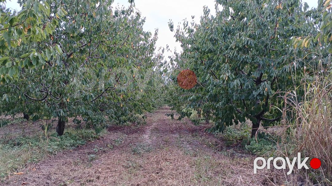 Satılır torpaq 150 sot — Torpaq, Quba (3)
