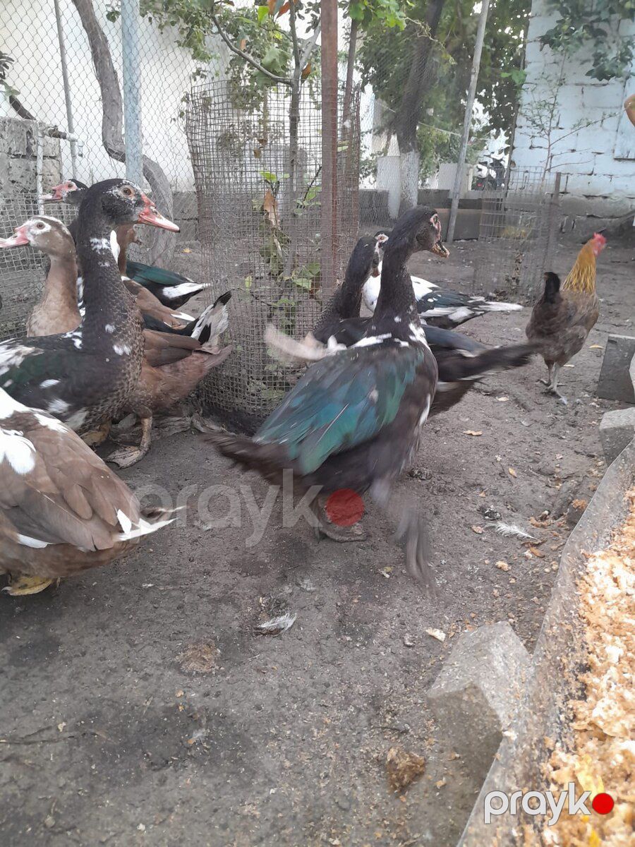 Ördəklər — Quşlar, Xırdalan (4)