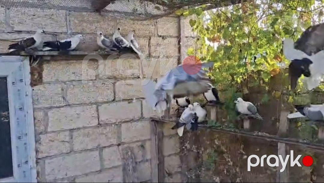 Göyərçinlər — Quşlar, Bakı (4)