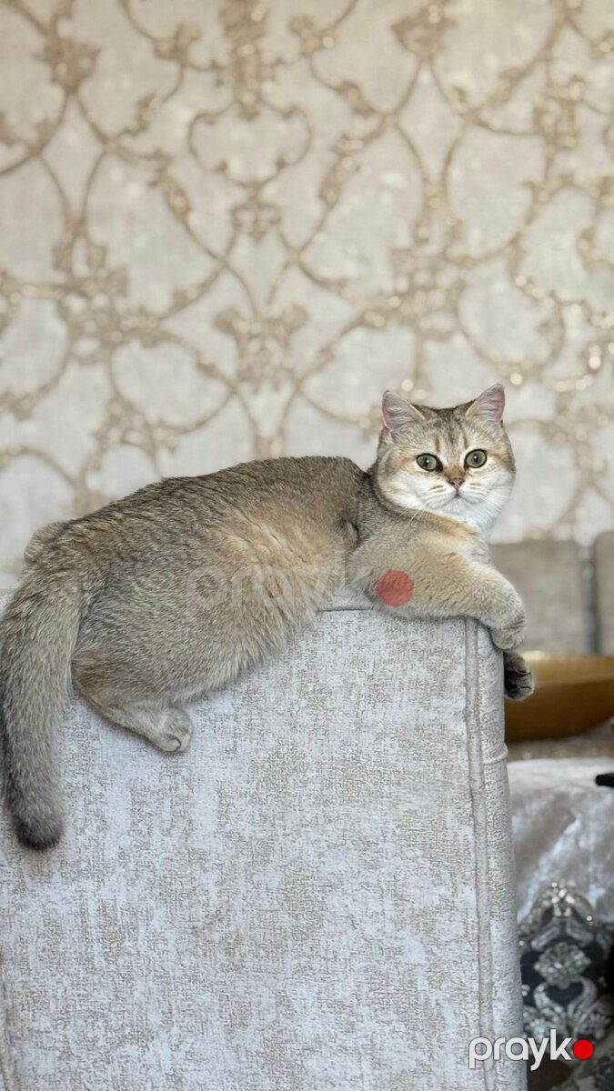 Şinşilla — Pişiklər, Bakı (4)