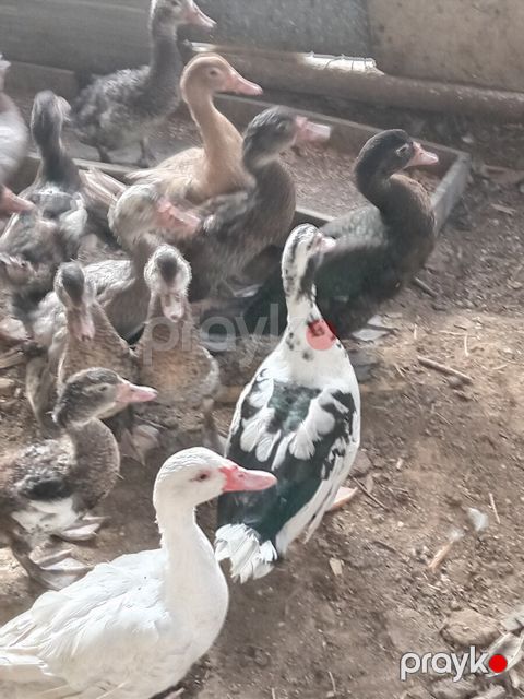 Ördəklər — Bakı