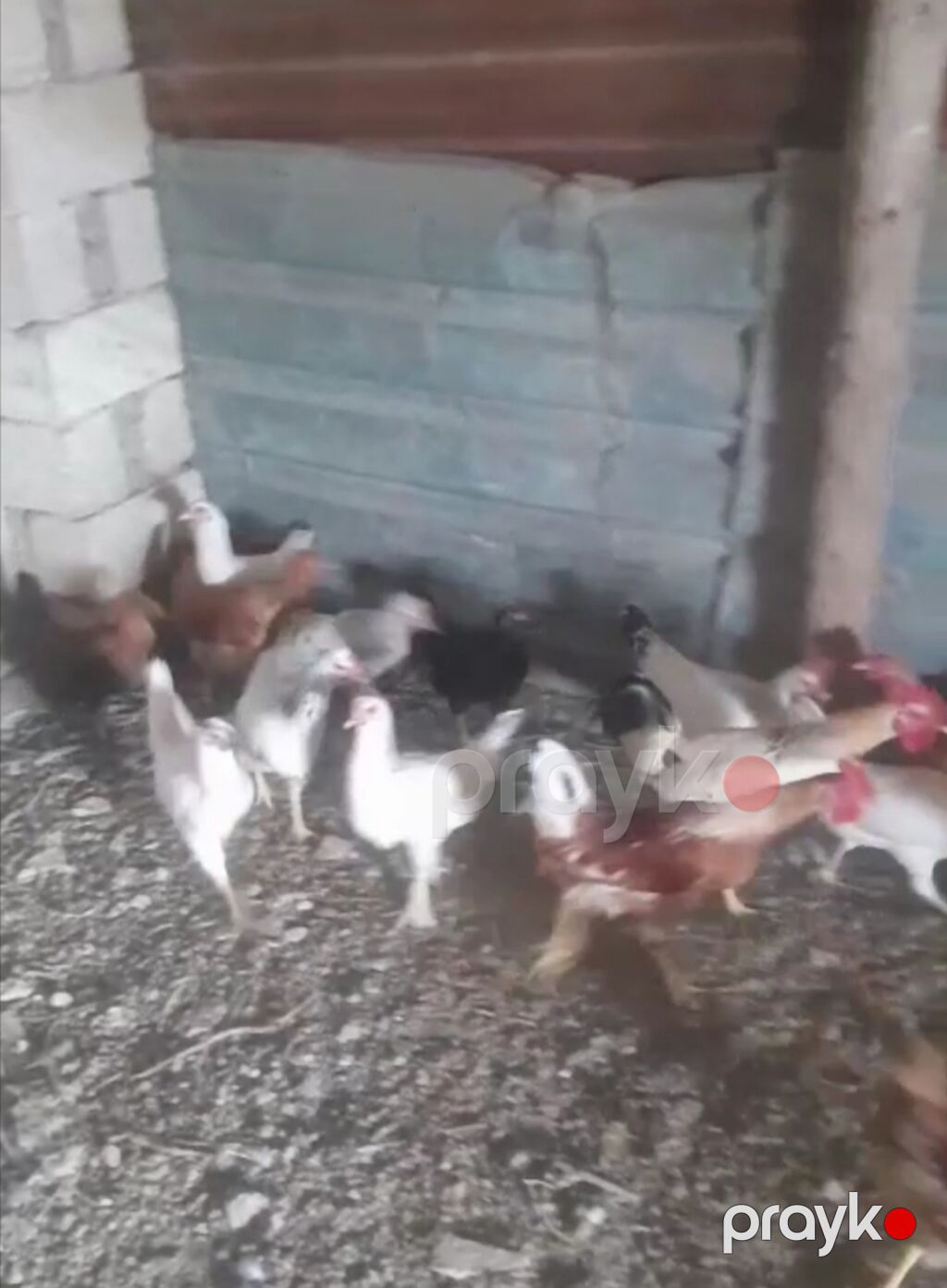 Digər kənd təsərrüfatı heyvanları — Kənd təsərrüfatı heyvanları, Bakı (2)