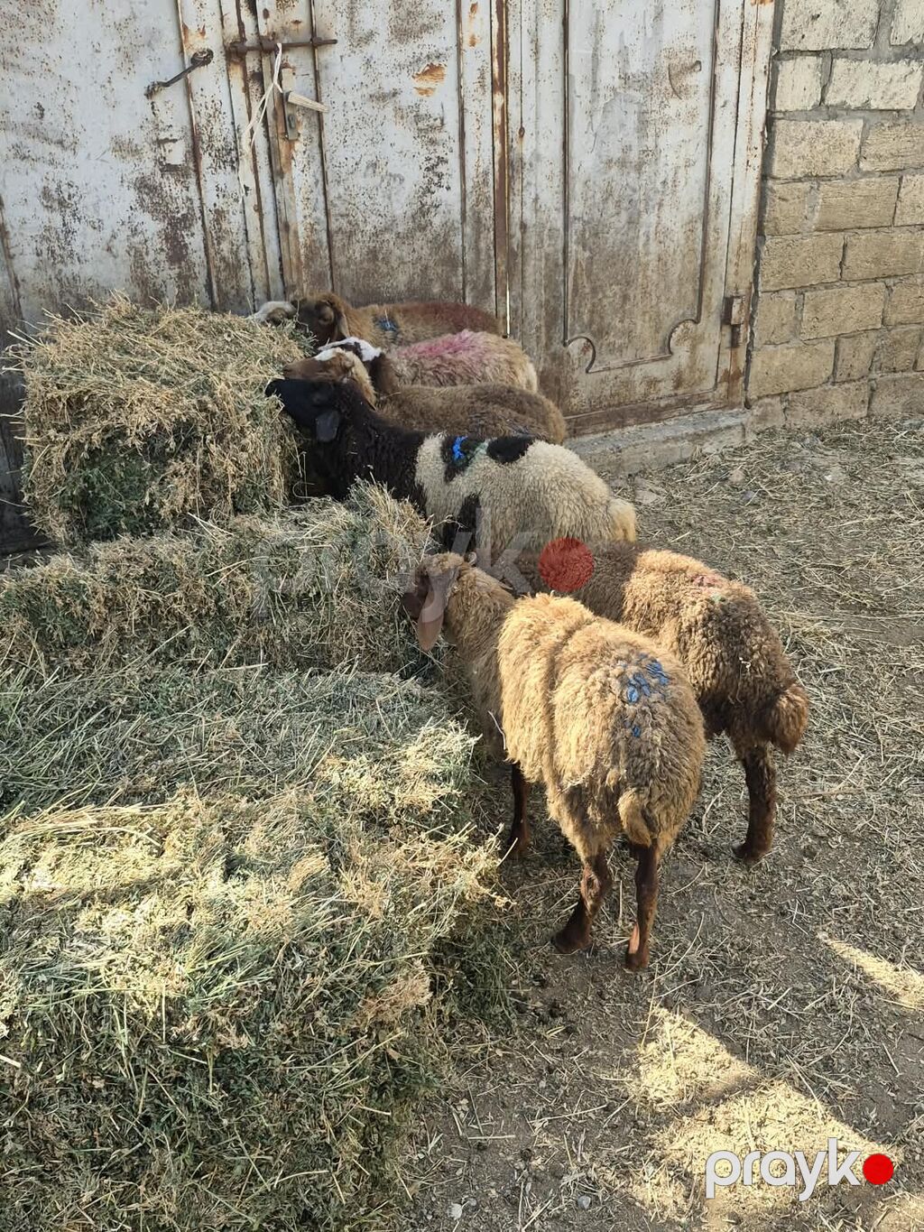 Qoyun-quzu sürüsü satılır - Növ: yerli ətlik-quzu tipli qoyunlar — Kənd təsərrüfatı heyvanları, Mehdiabad (4)