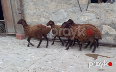 Quzular — Bakı