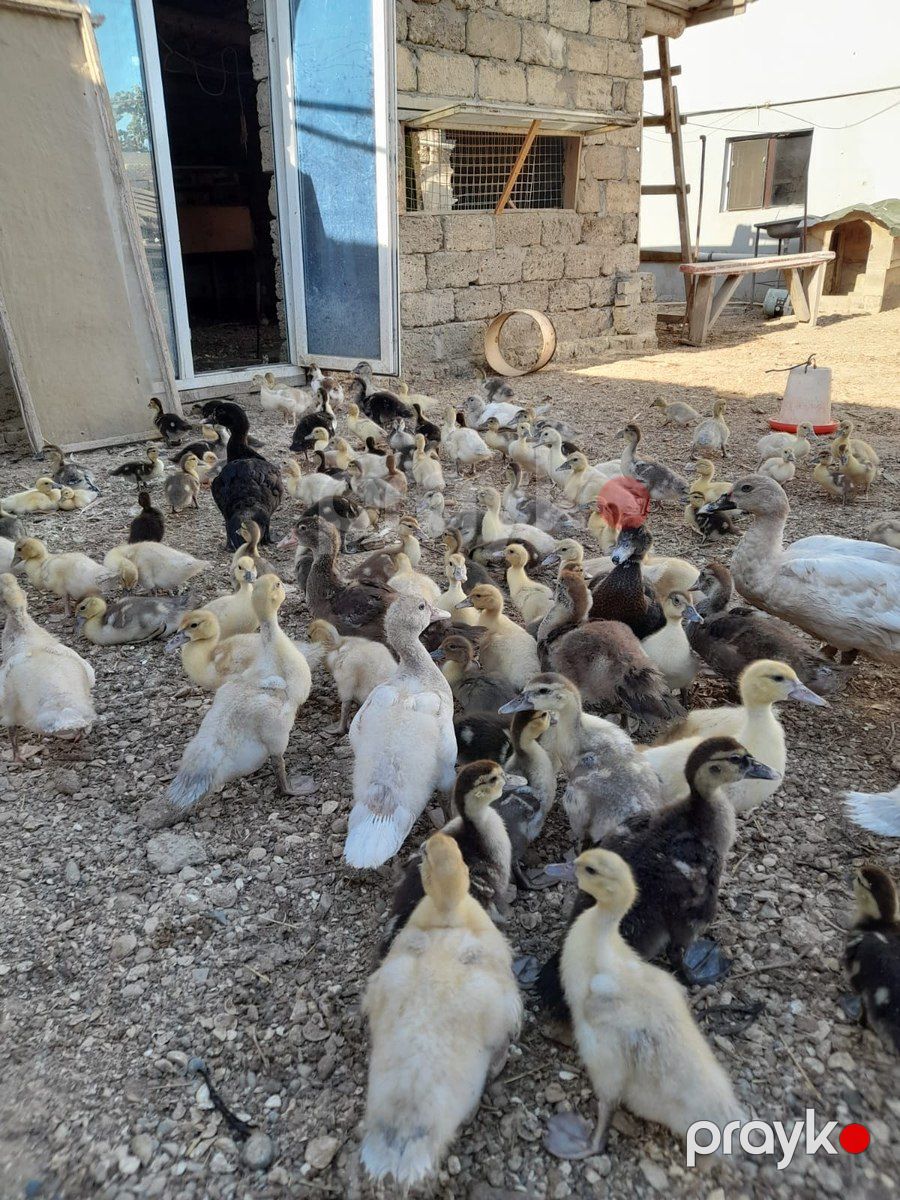 Lal ördəklər — Quşlar, Bakı (3)