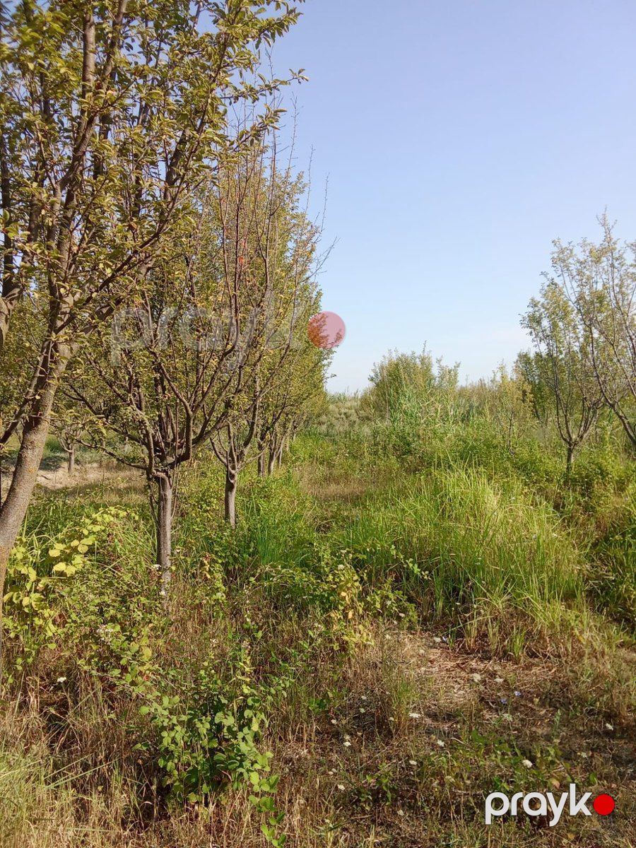 4200 sot torpaq sahəsi, Ağdaş r — Torpaq, Ağdaş (6)