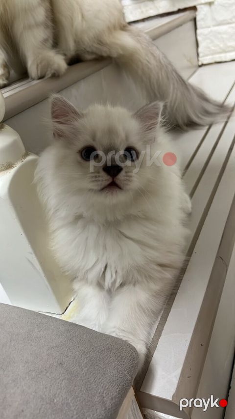 Scottish Highland Fold — Bakı
