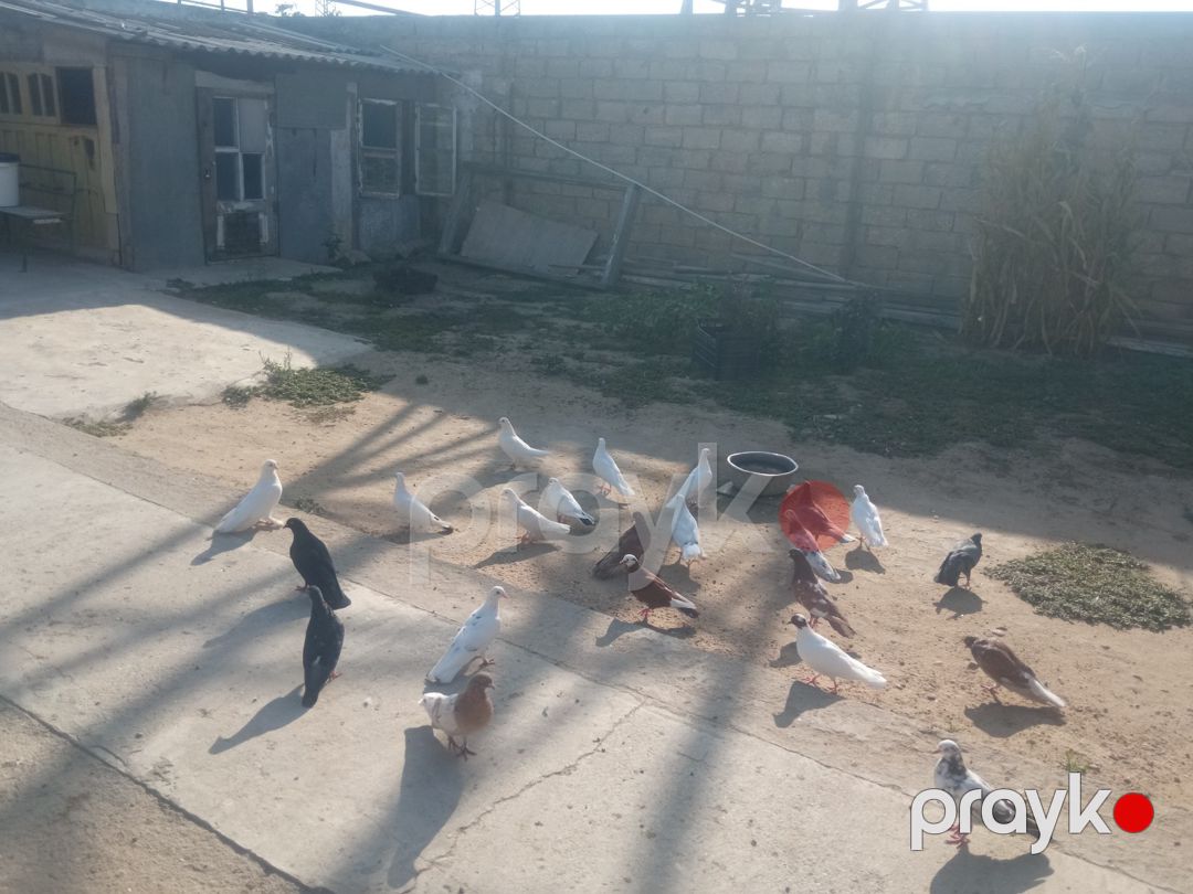 Göyərçinlər — Quşlar, Bakı (6)