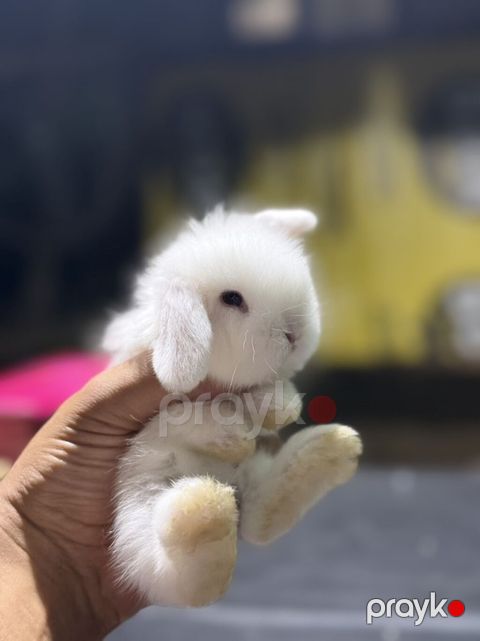 Mini Lop (asqılıqulaq) balaları - Cins: Mini Lop (asqılı qulaqlar — Xırdalan