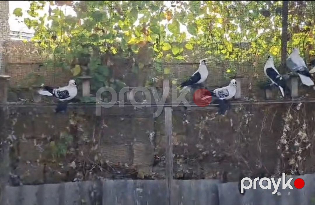 Göyərçinlər — Quşlar, Bakı (3)