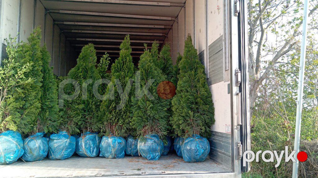 Həmişə yaşıl ağaclar — Bitkilər, Bakı (3)