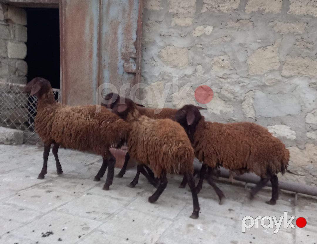 Quzular — Kənd təsərrüfatı heyvanları, Bakı (3)