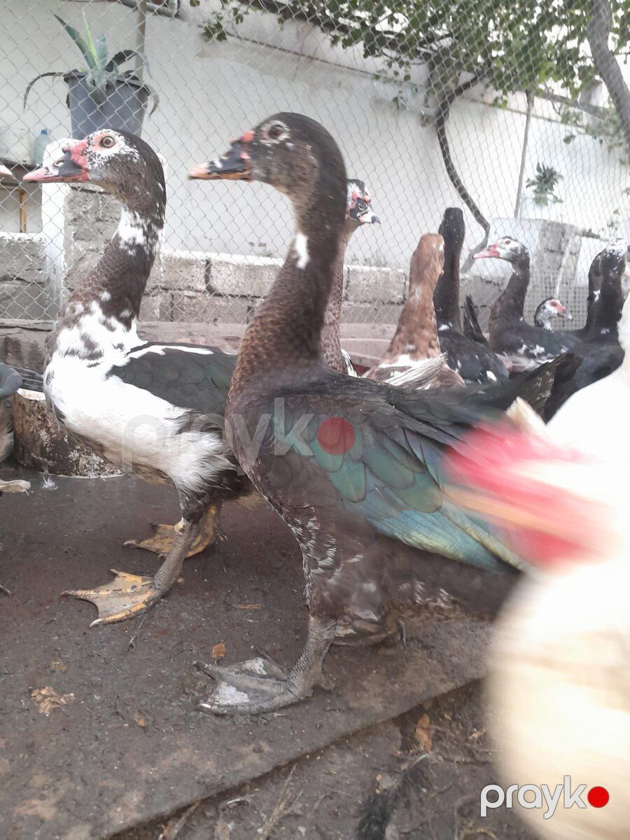 Ördəklər — Quşlar, Xırdalan (3)