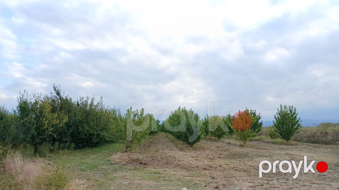 Satılır torpaq 150 sot — Torpaq, Quba (6)