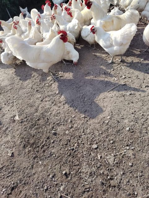 Avstralorp beçələri — Birds