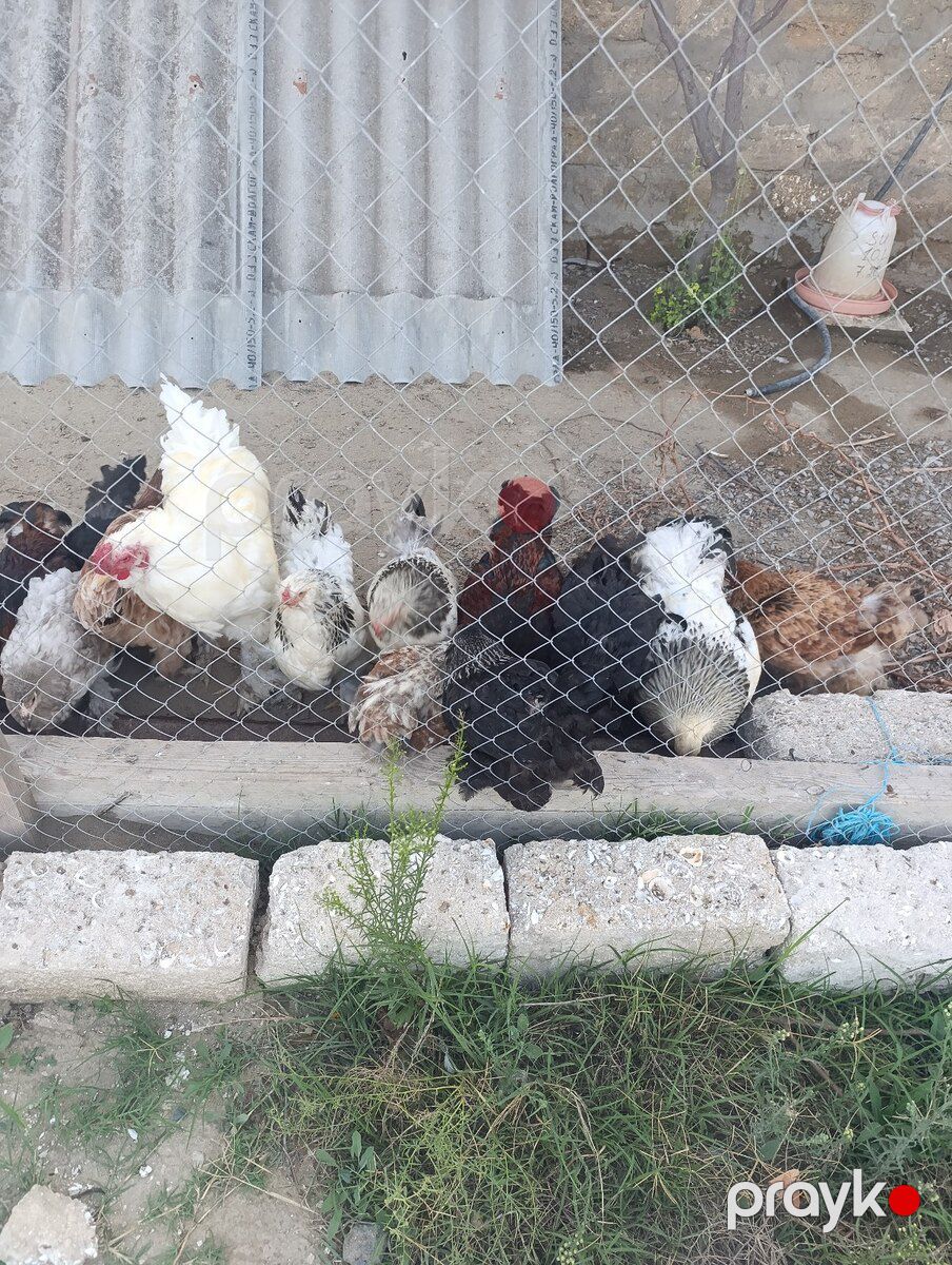 Brama toyuqları — Quşlar, Bakı (7)