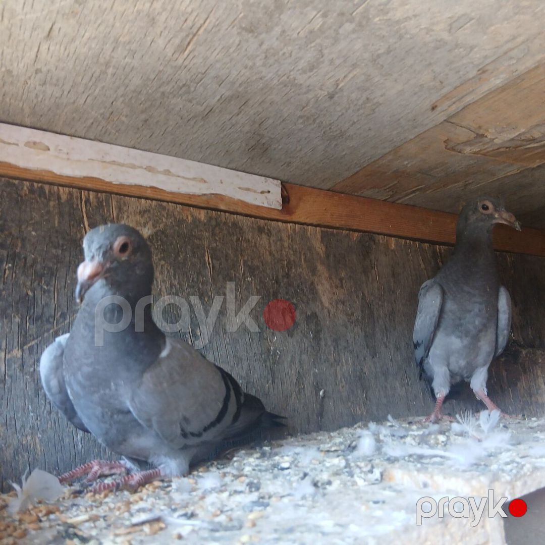 Göyərçinlər — Quşlar, Bakı (10)