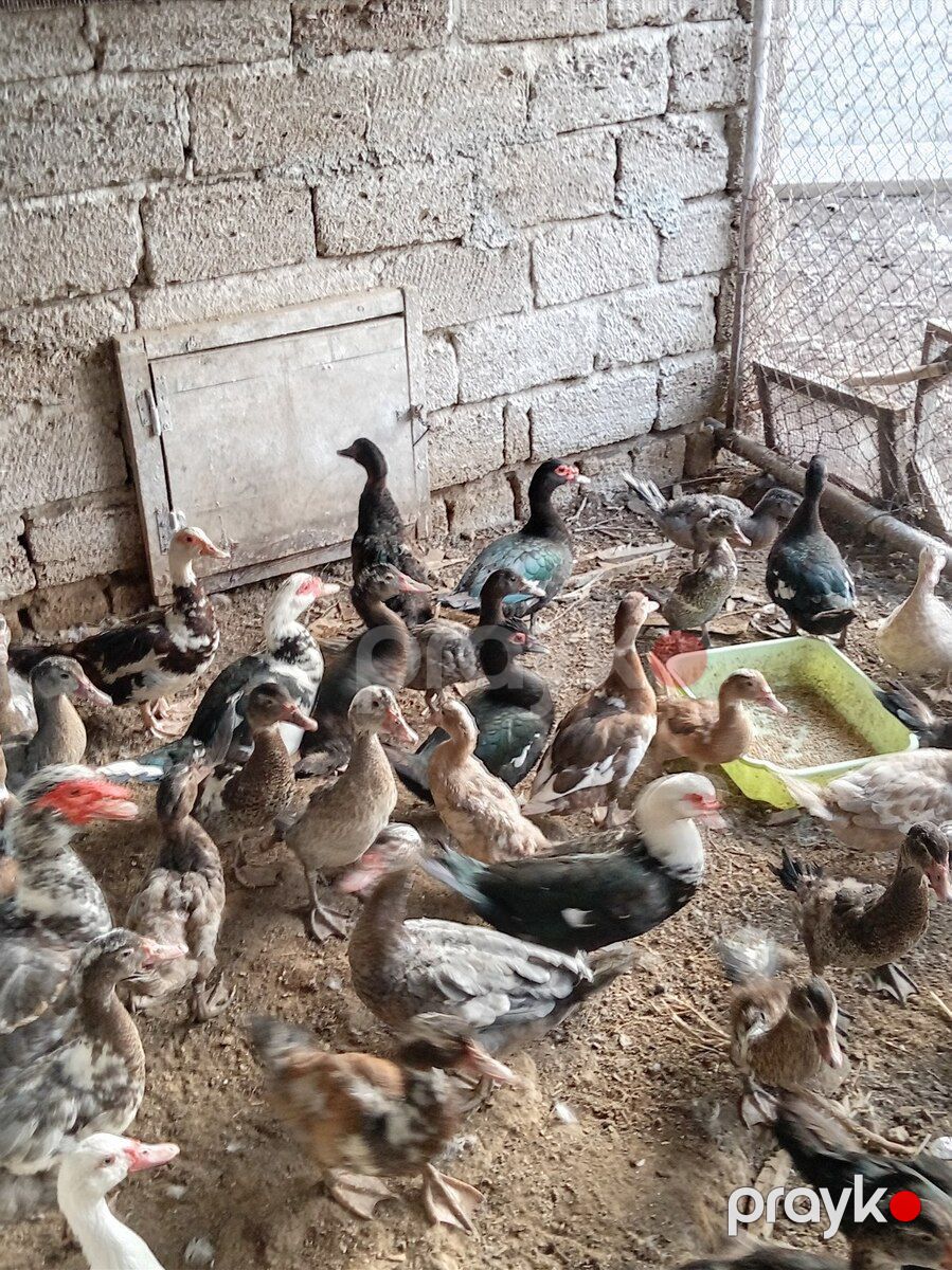 Ördəklər — Quşlar, Bakı (5)
