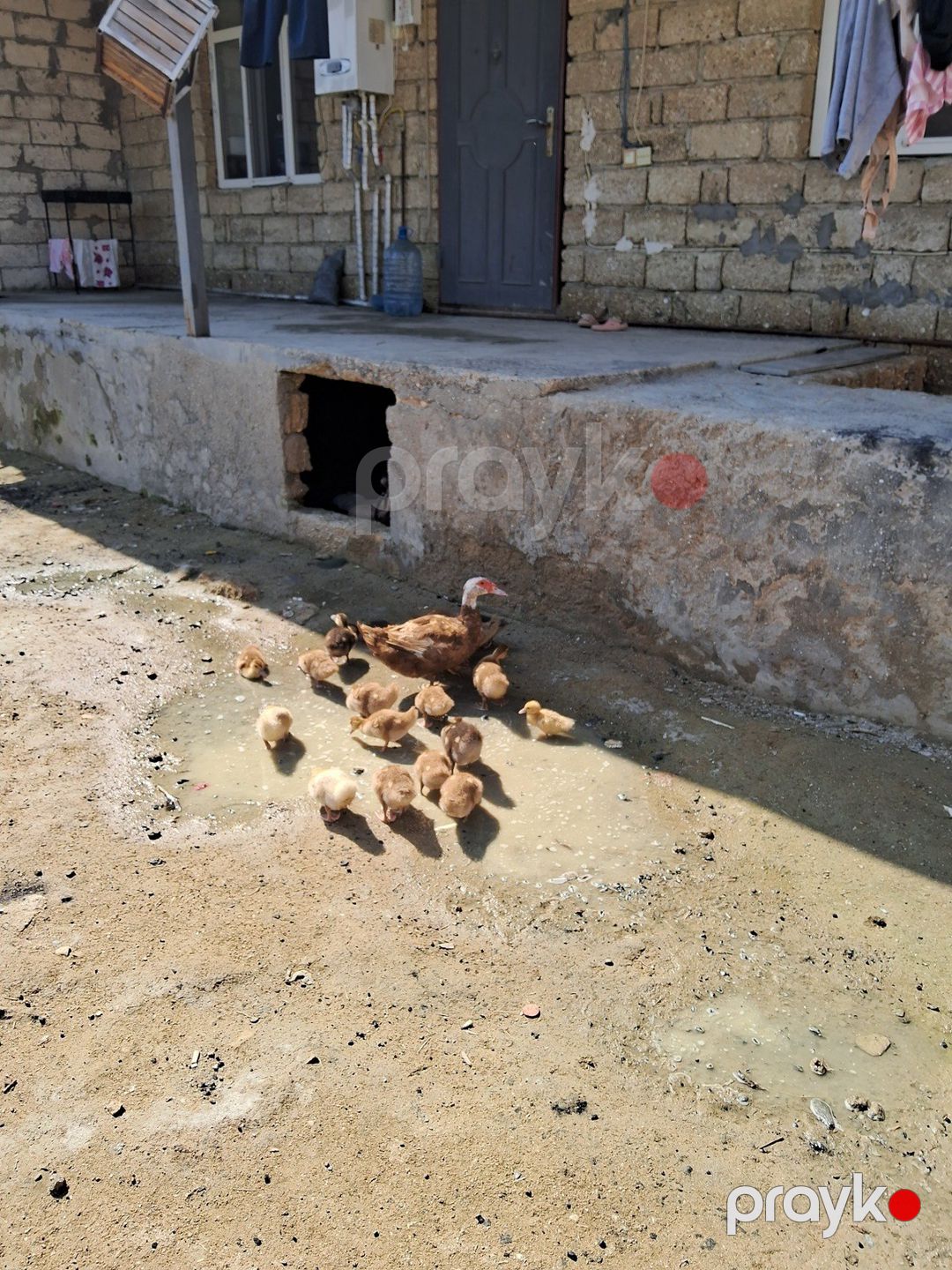 Lavanda ördəklər — Quşlar, Bakı (5)