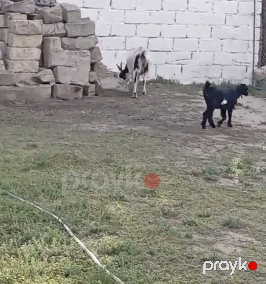 Keçi — Kənd təsərrüfatı heyvanları, Bakı (2)