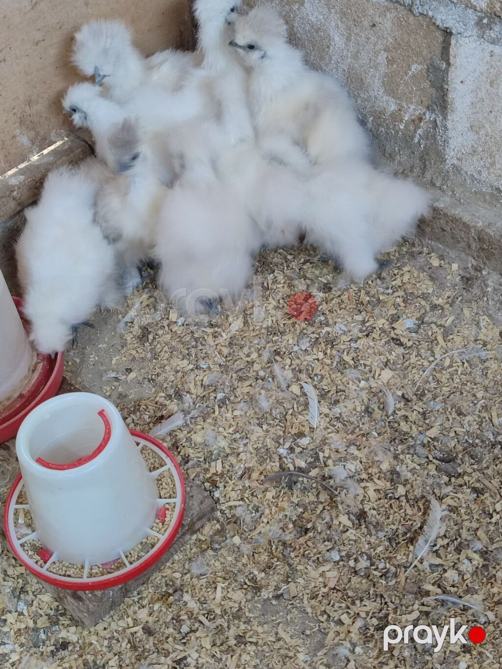Toyuq cücələri, Damazlıq, Ödənişli çatdırılma — Toyuq və xoruz, Tovuz (2)