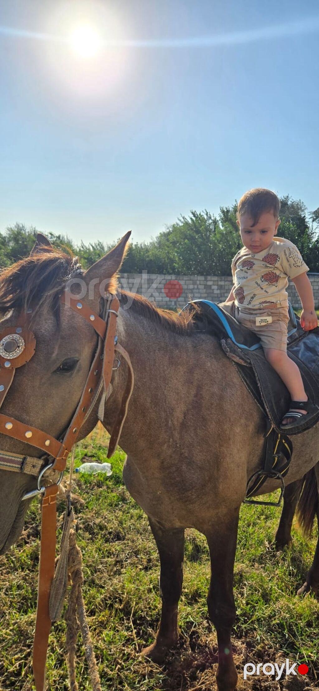 Salam satlir deye bu qiymete verem yorgada gedir caparaqda — Atlar, Sumqayıt (2)