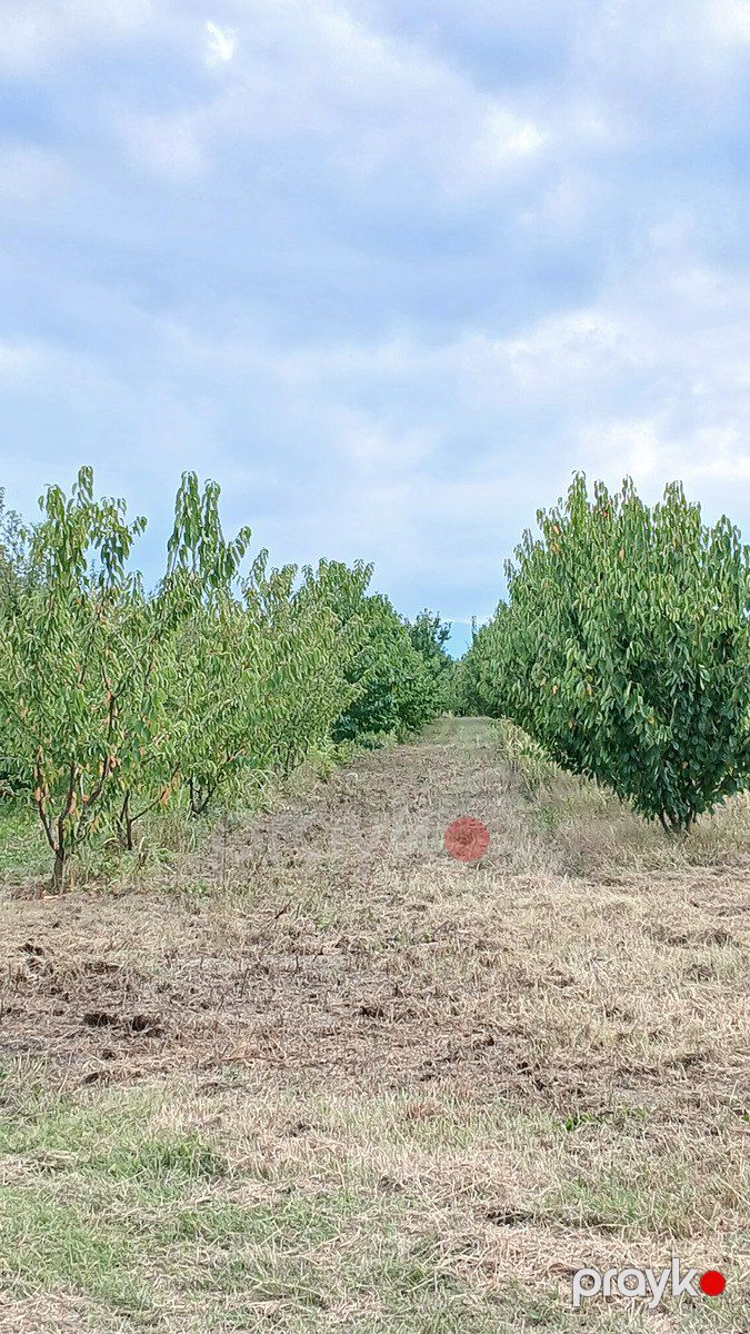 Satılır torpaq 150 sot — Torpaq, Quba (4)